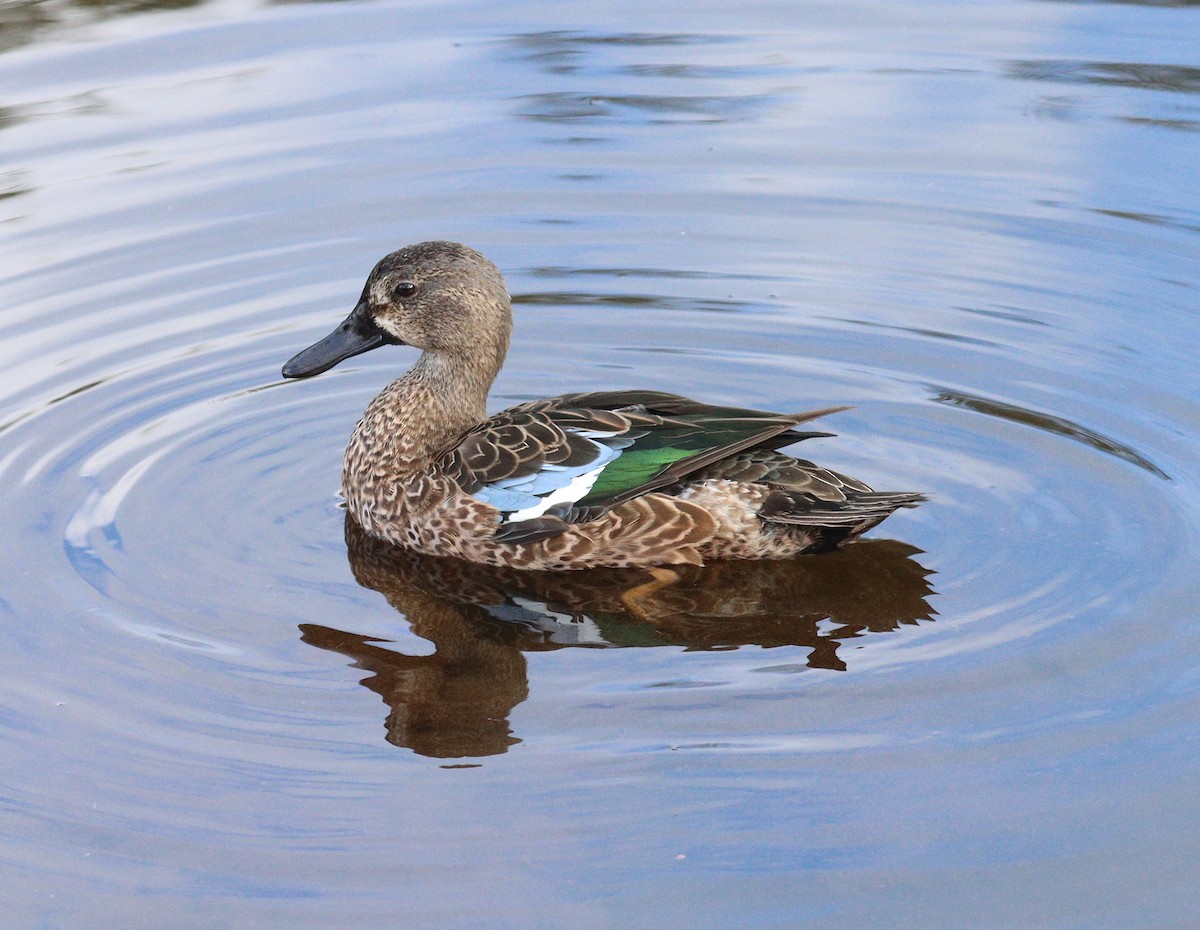 Zertzeta hegalurdina - ML646719837