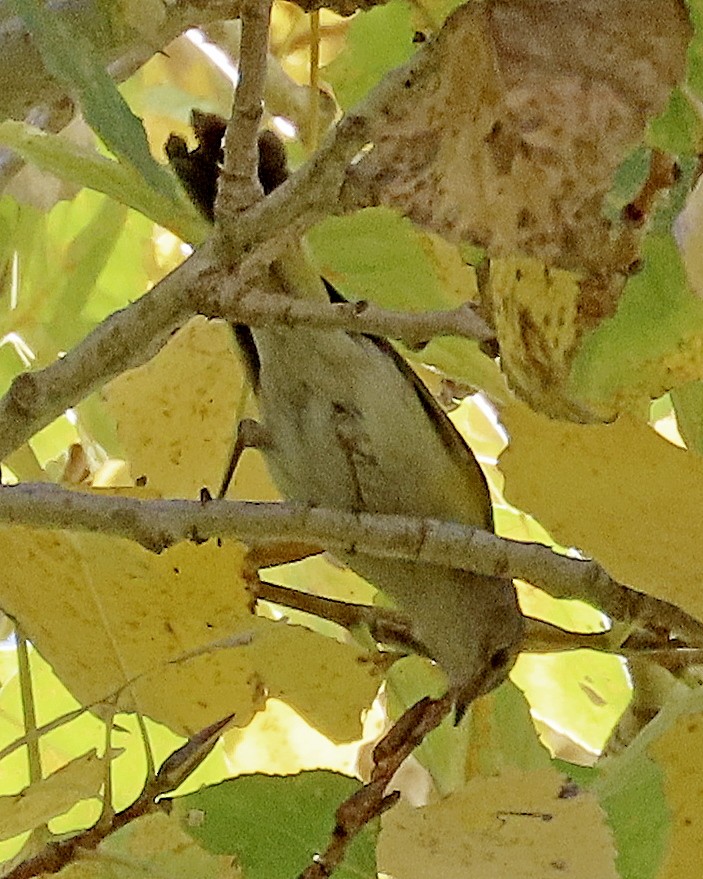 American Redstart - ML646719840