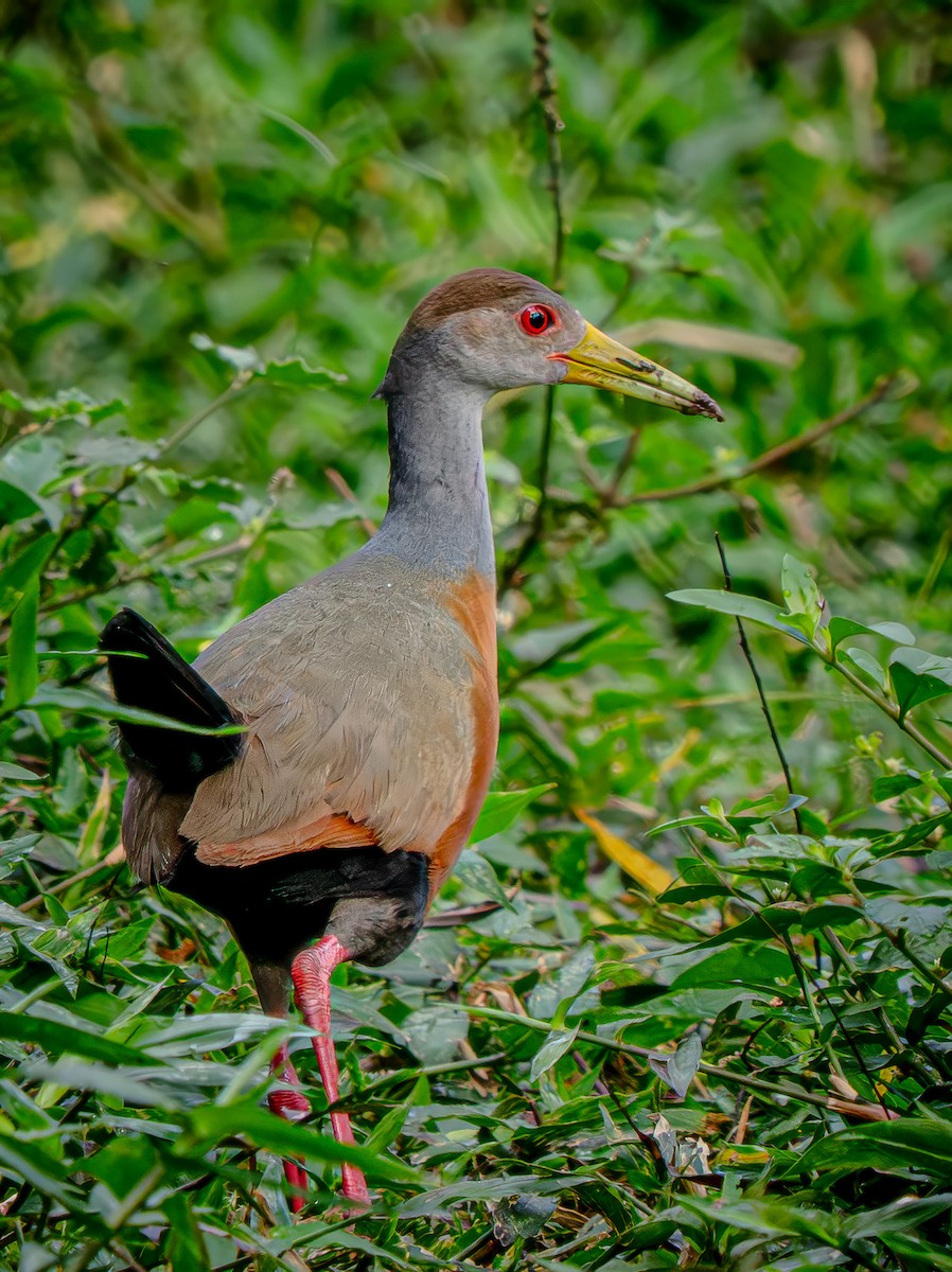 Gray-cowled Wood-Rail - ML646719841