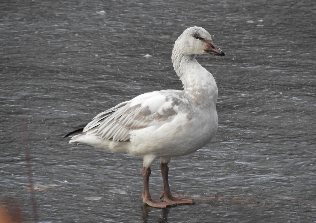 Белый гусь - ML646719845