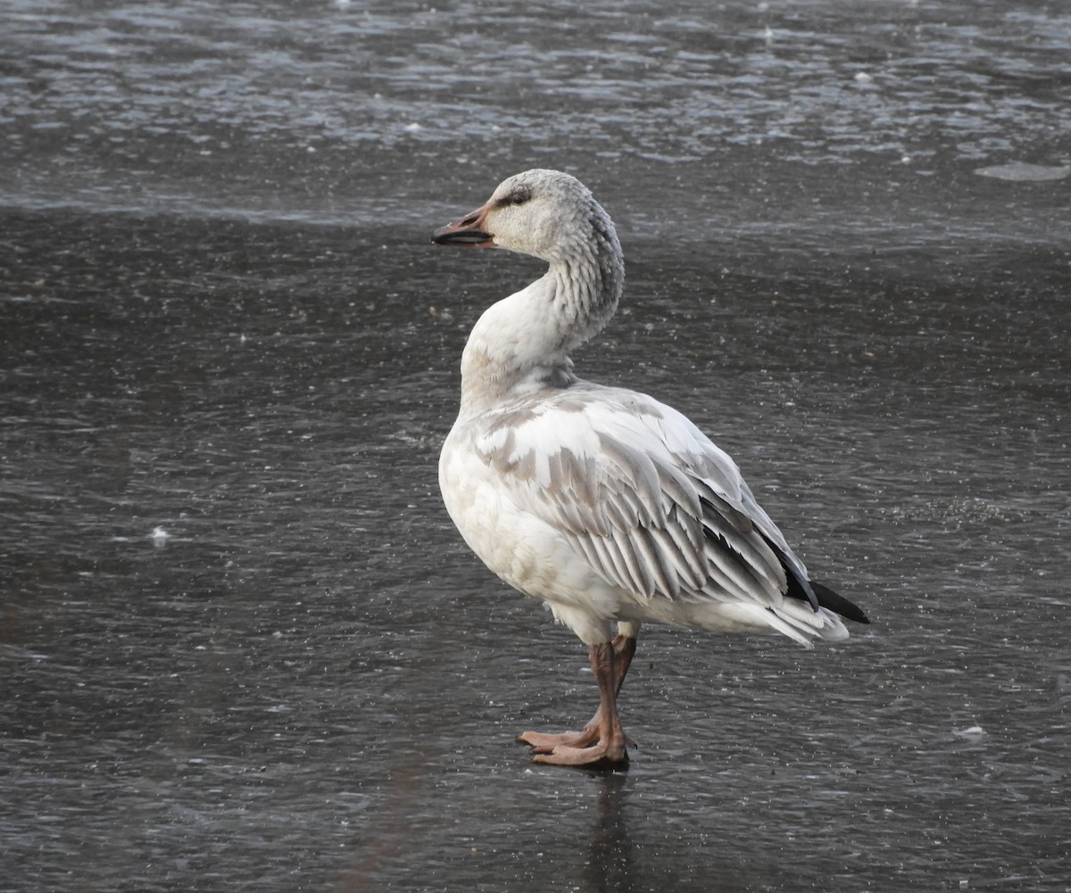 Белый гусь - ML646719848