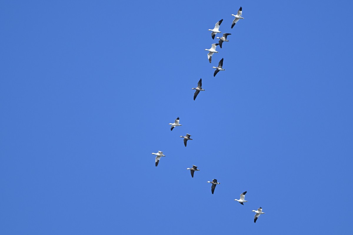 Oie des neiges - ML646719850