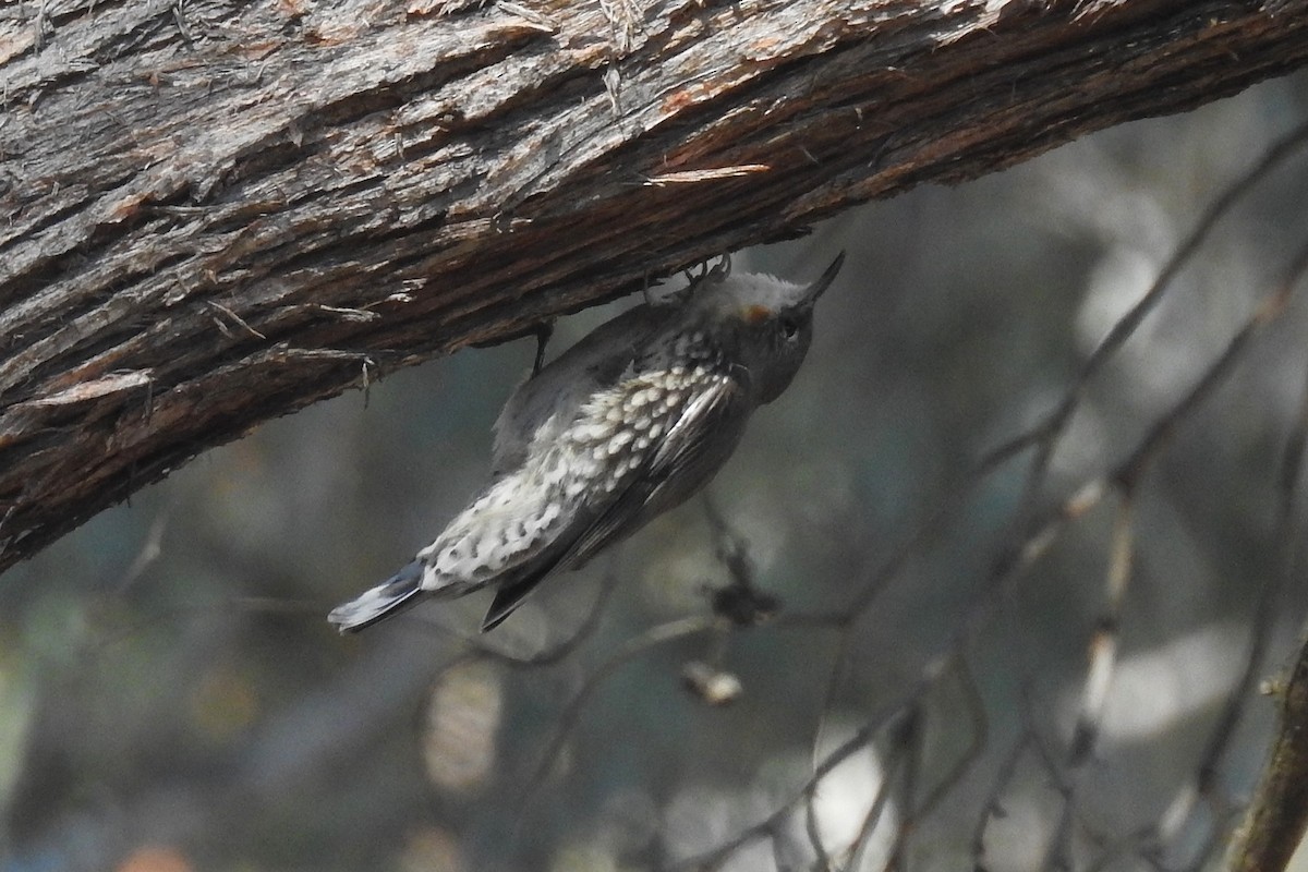 ノドジロキノボリ - ML646719861