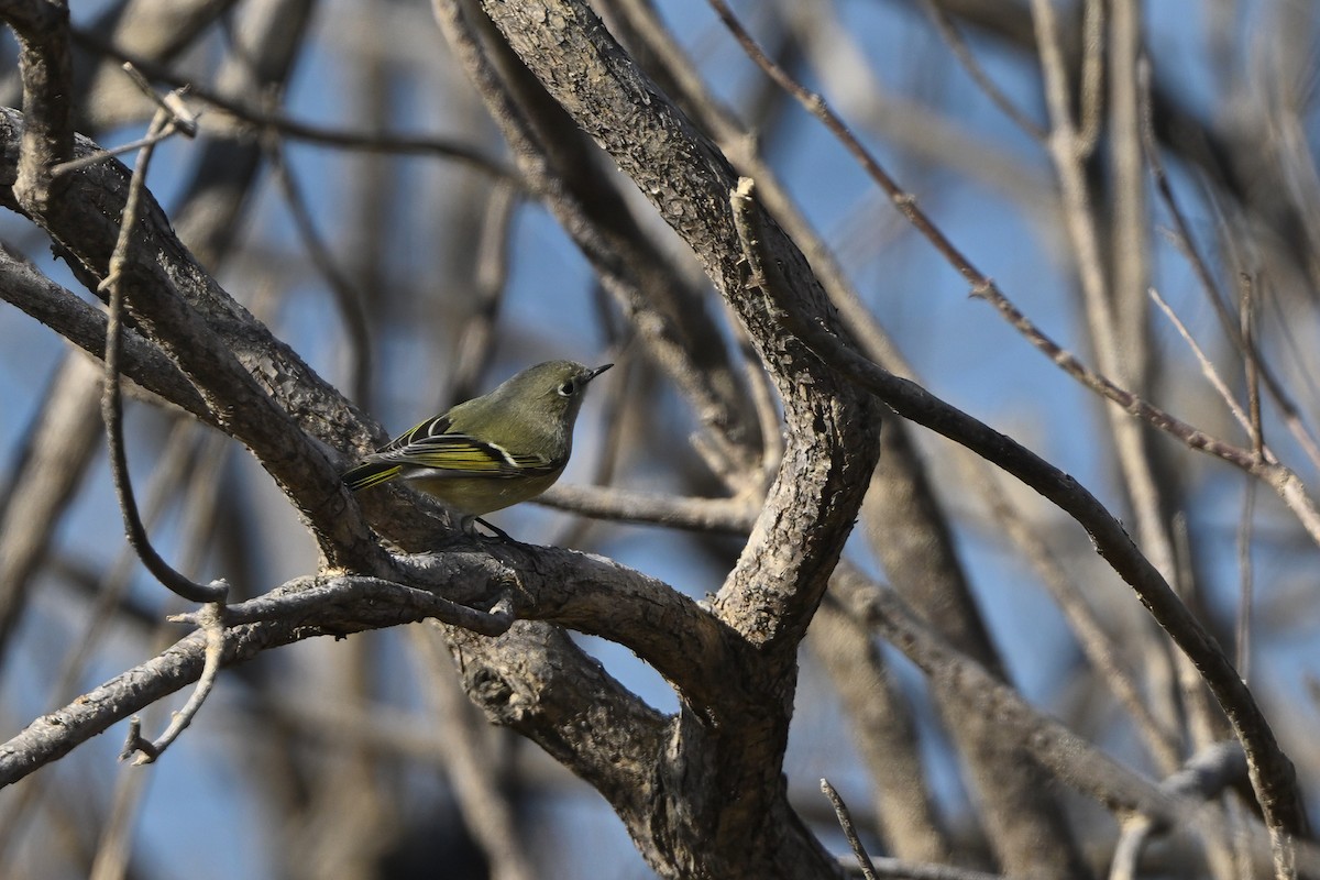 Roitelet à couronne rubis - ML646719862