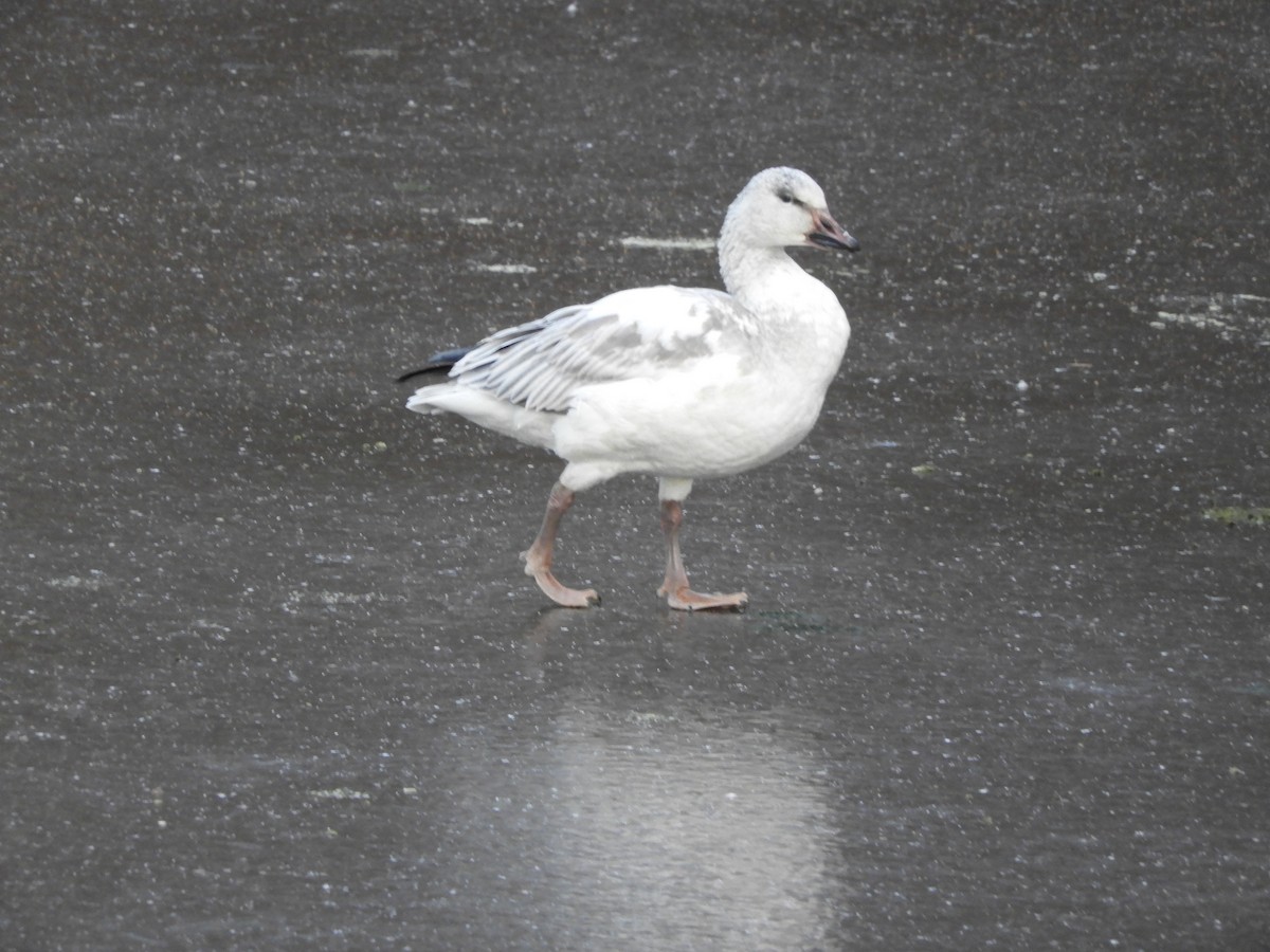 Белый гусь - ML646719864
