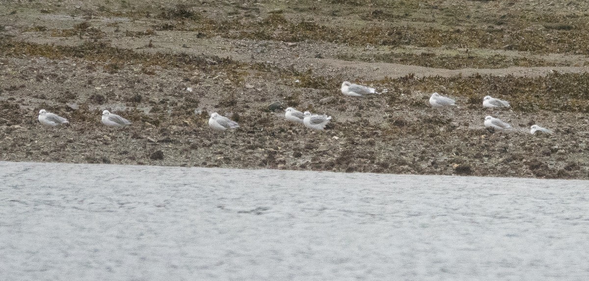 Bonaparte antxeta - ML646719865