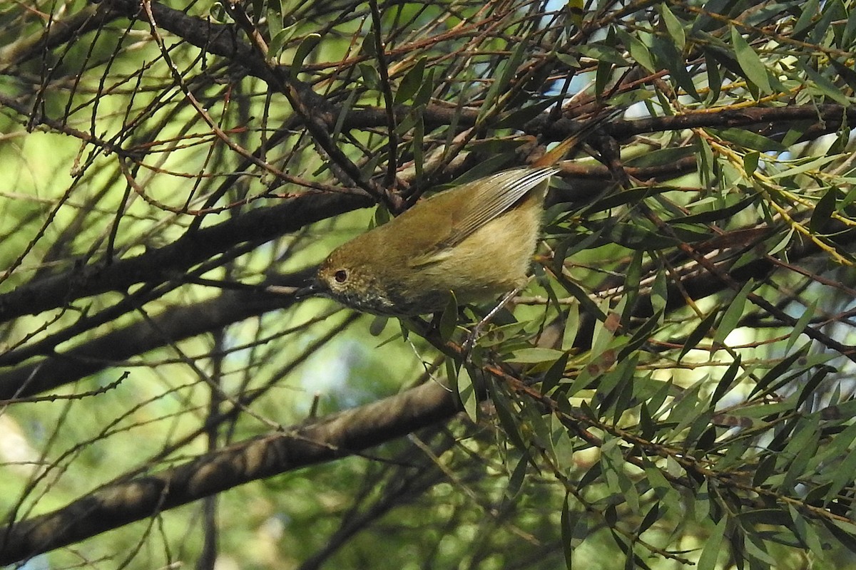 チャイロトゲハシムシクイ - ML646719866