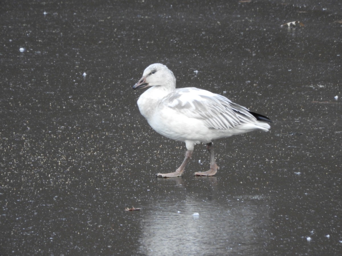 Белый гусь - ML646719867