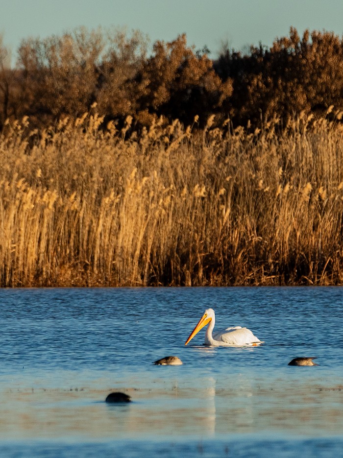 American White Pelican - ML646719870