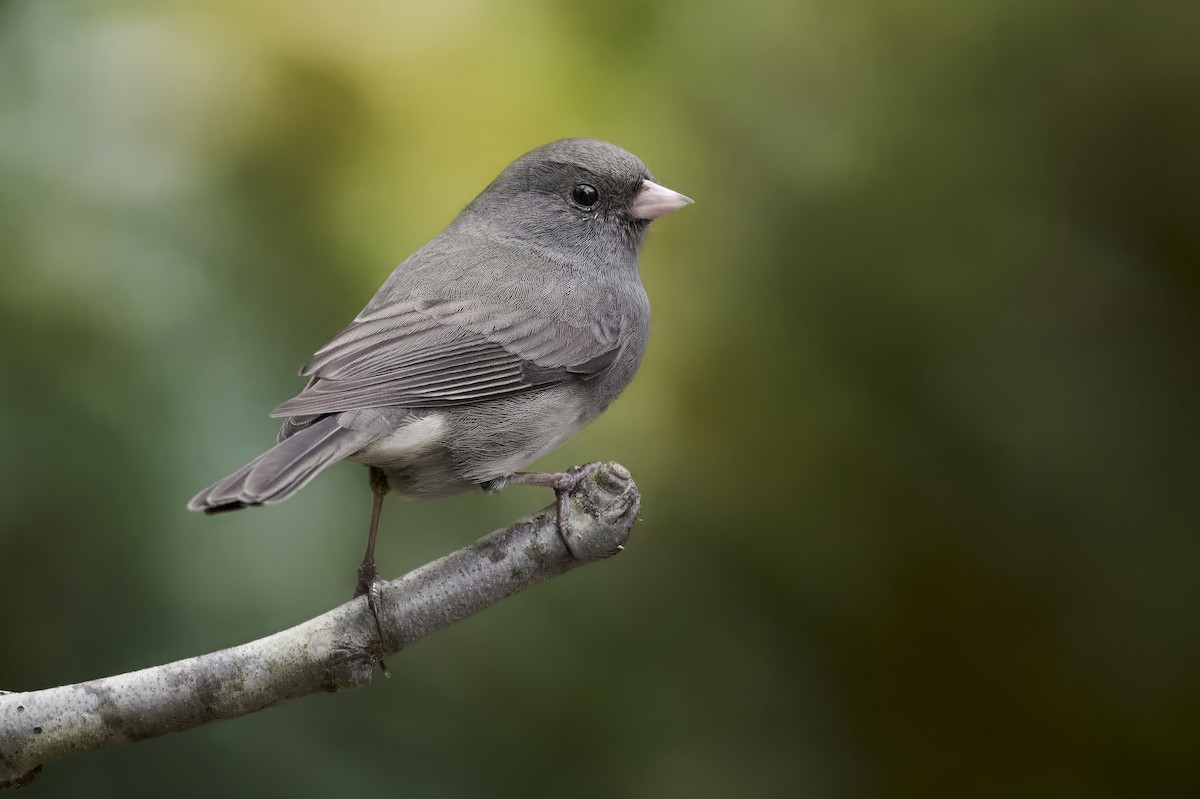 ユキヒメドリ - ML646719871