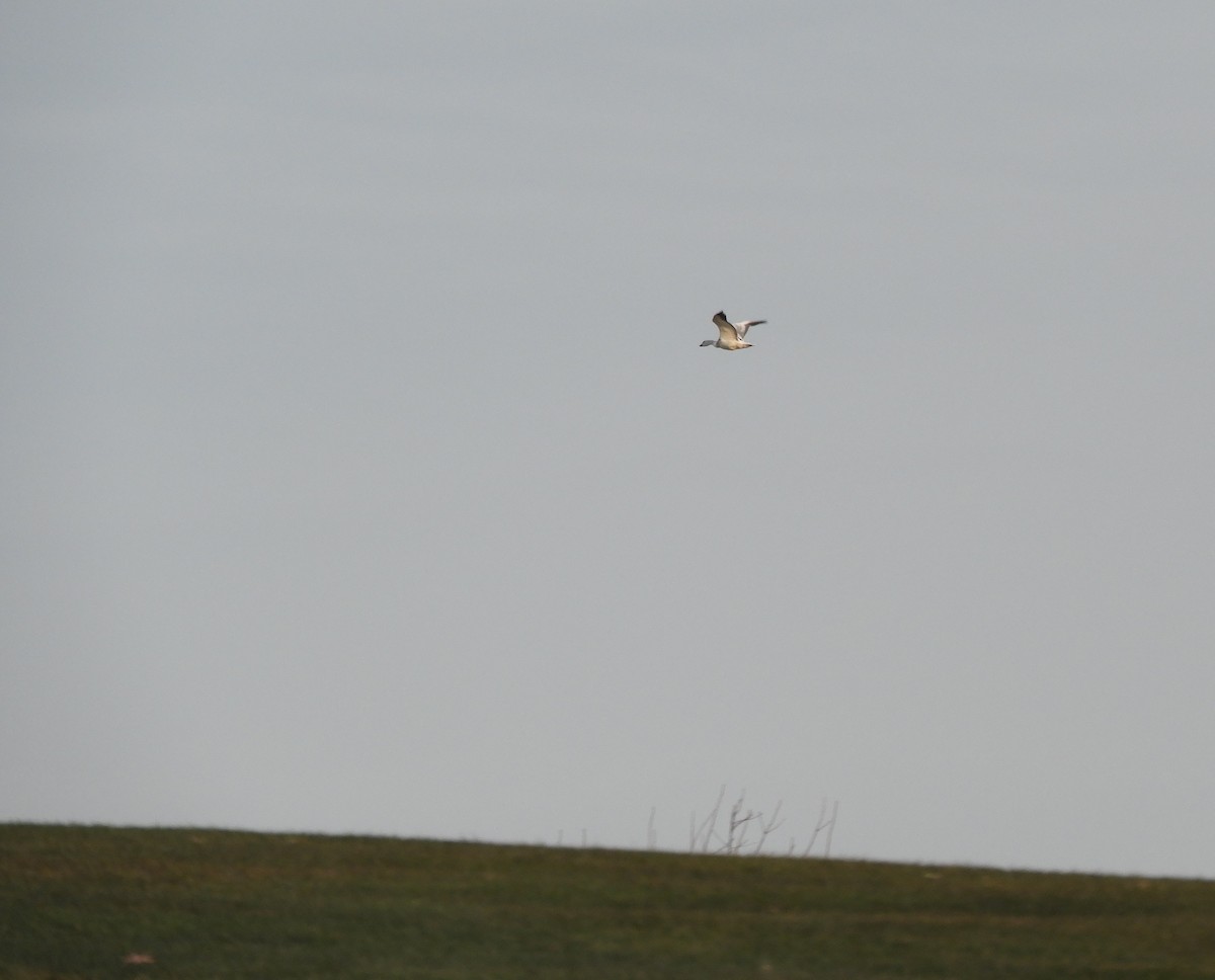 Белый гусь - ML646719872