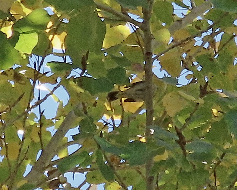 American Redstart - ML646719873