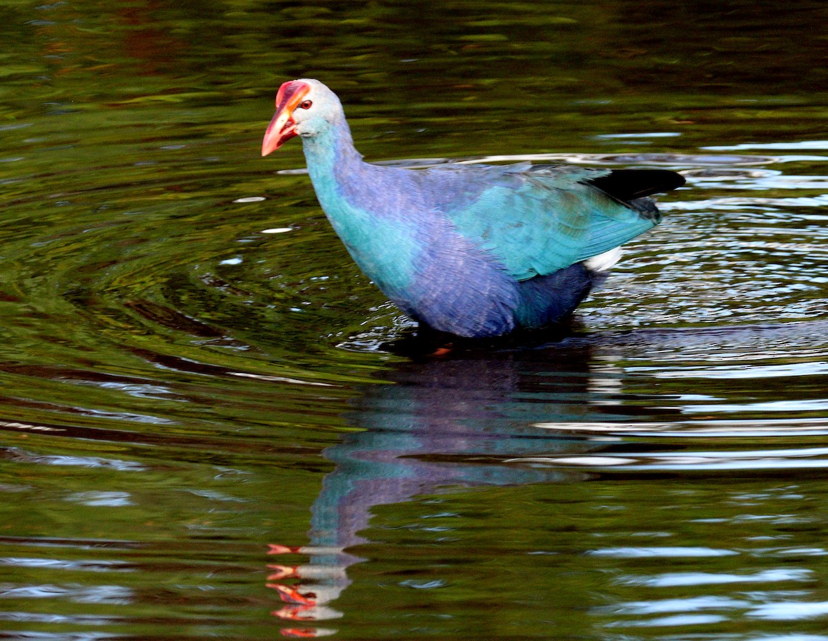 Uroilo urdin burugrisa - ML646719874