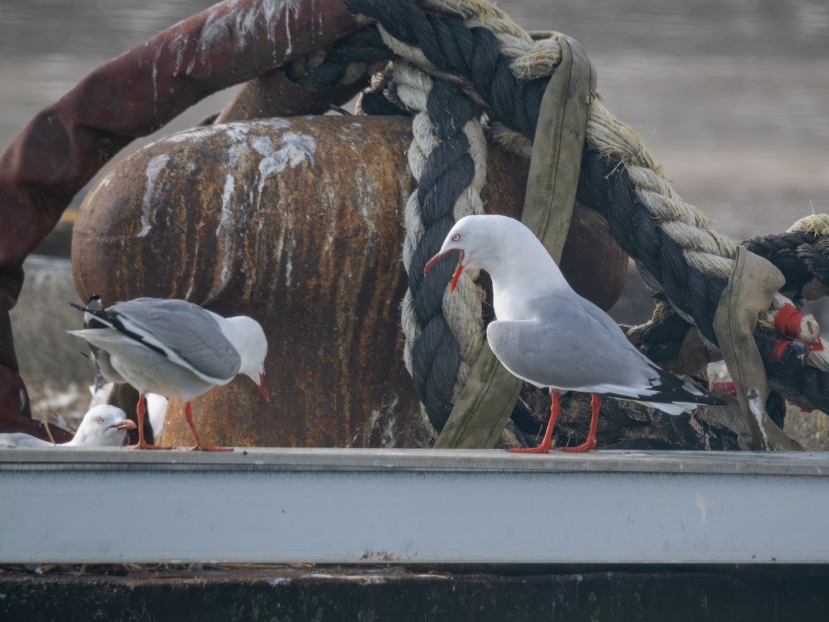 Avustralya Martısı - ML646719875