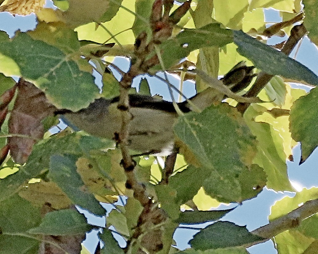 American Redstart - ML646719876