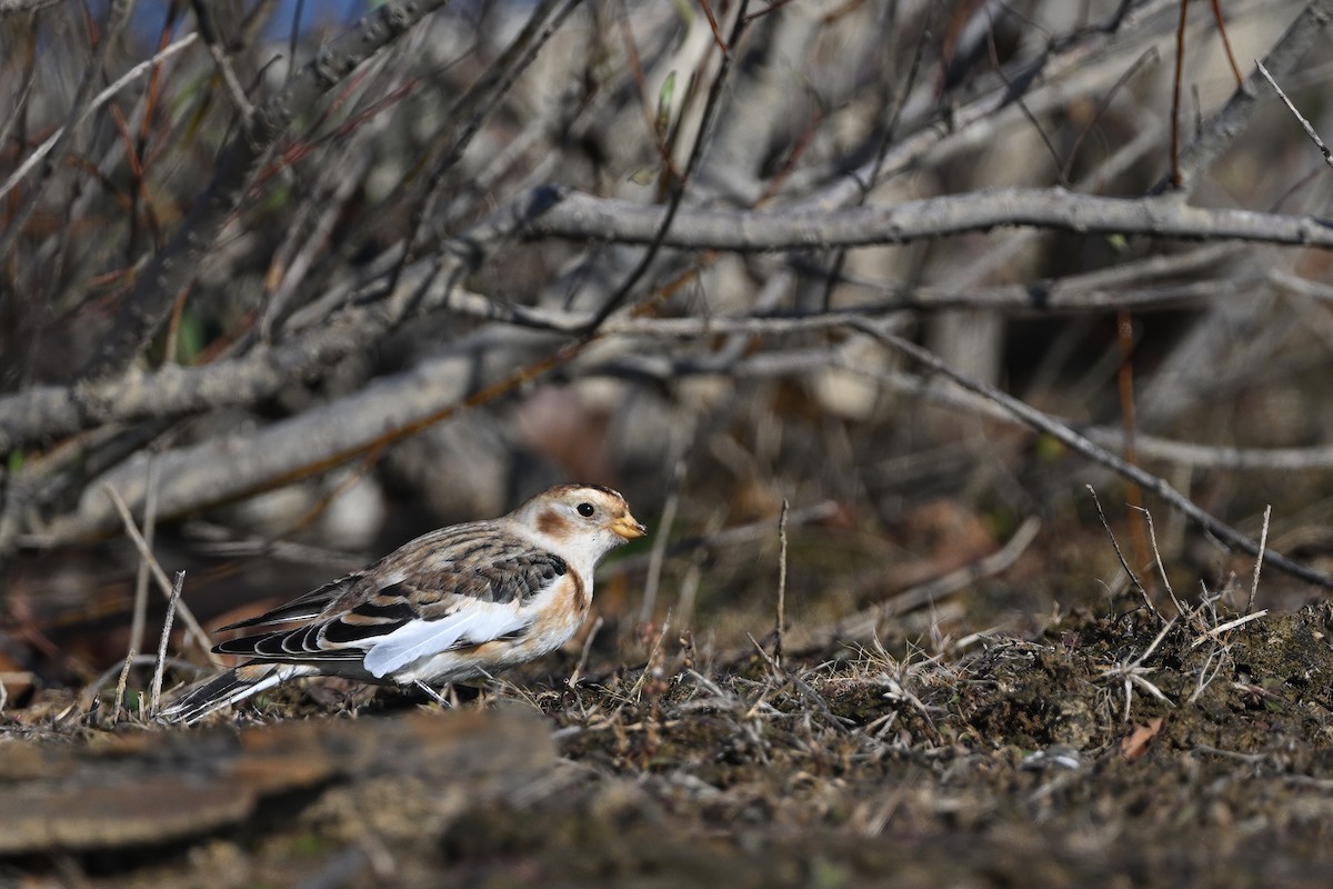 Plectrophane des neiges - ML646719878
