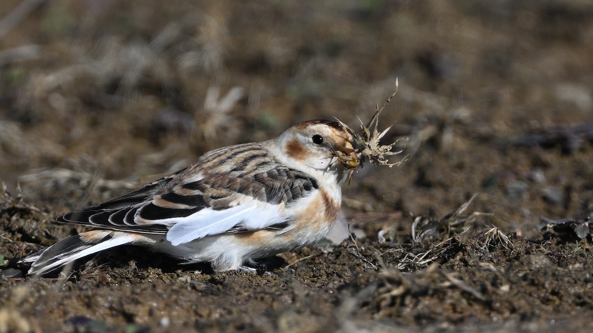 Plectrophane des neiges - ML646719879
