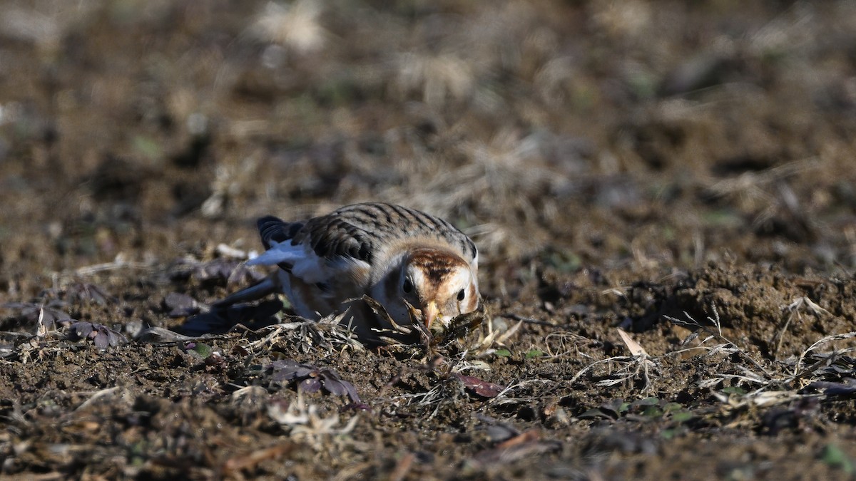 Plectrophane des neiges - ML646719880
