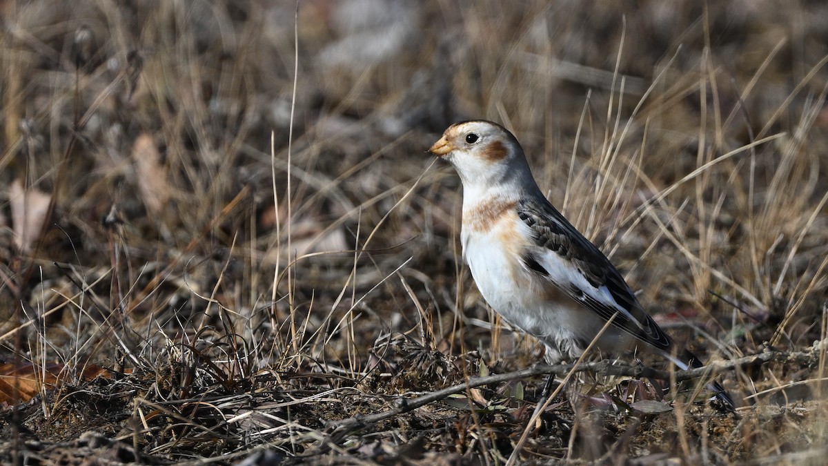 Plectrophane des neiges - ML646719881