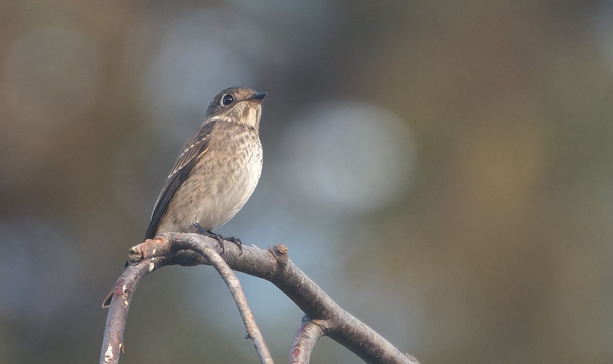 gråflankefluesnapper - ML646719905