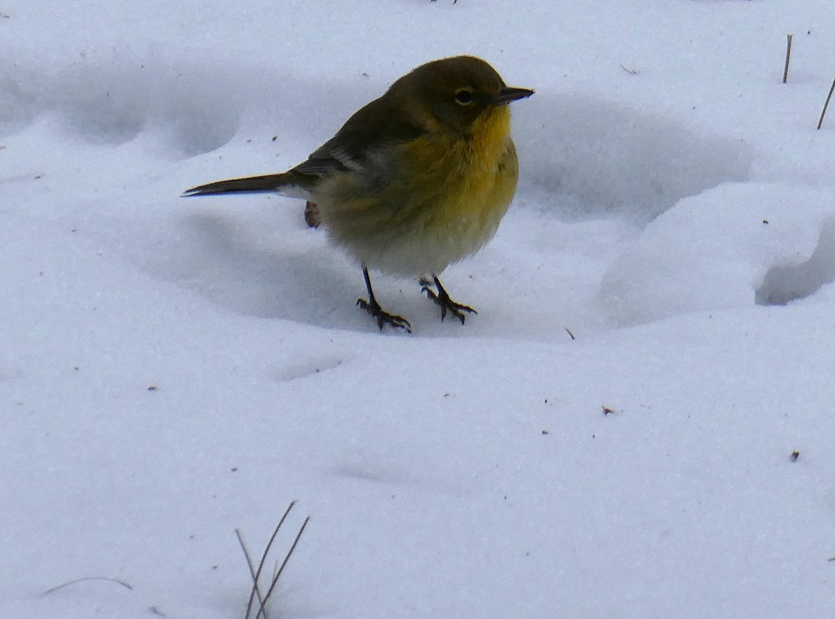 סבכון אורנים - ML646719906