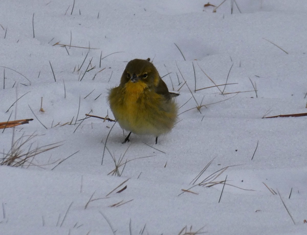 סבכון אורנים - ML646719907