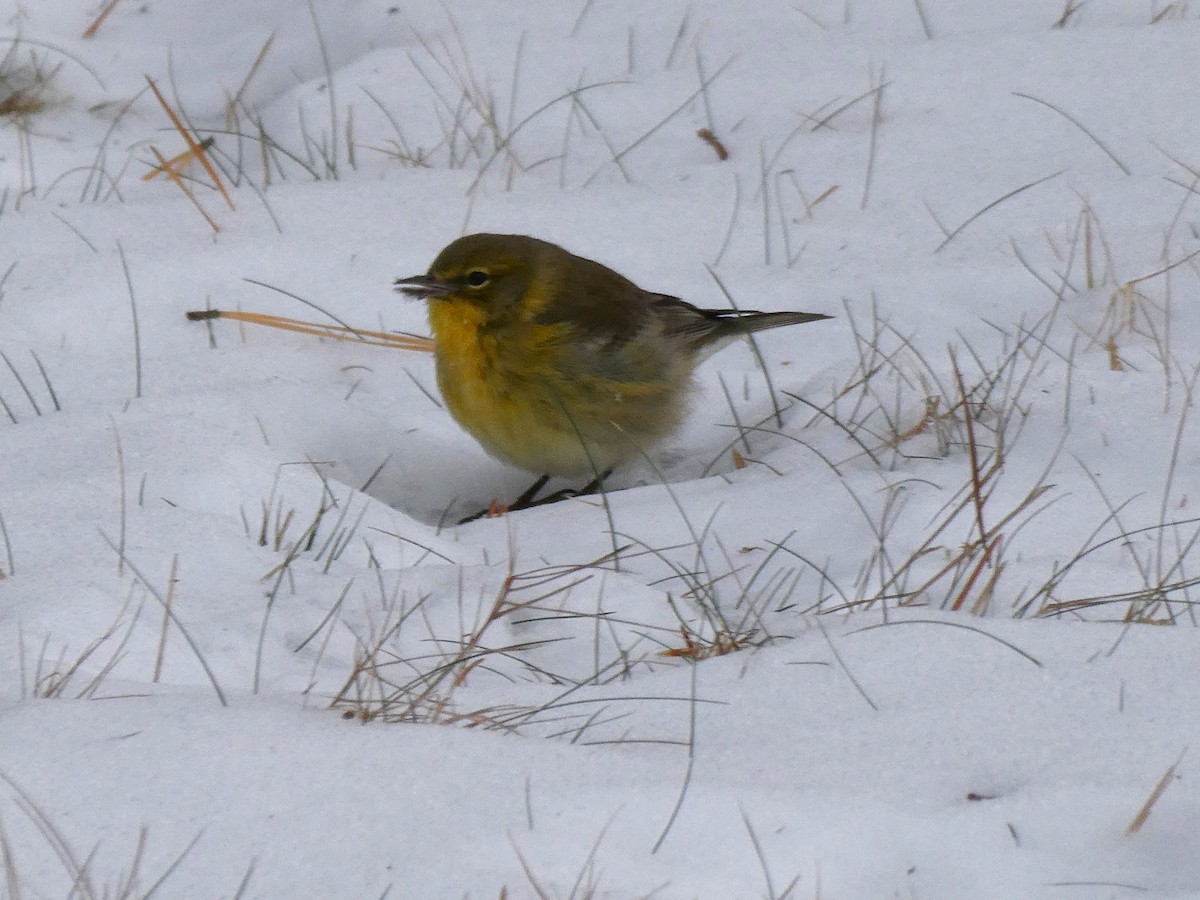 סבכון אורנים - ML646719908