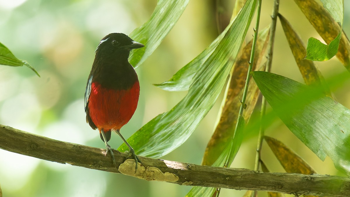 Black-crowned Pitta - ML646719909