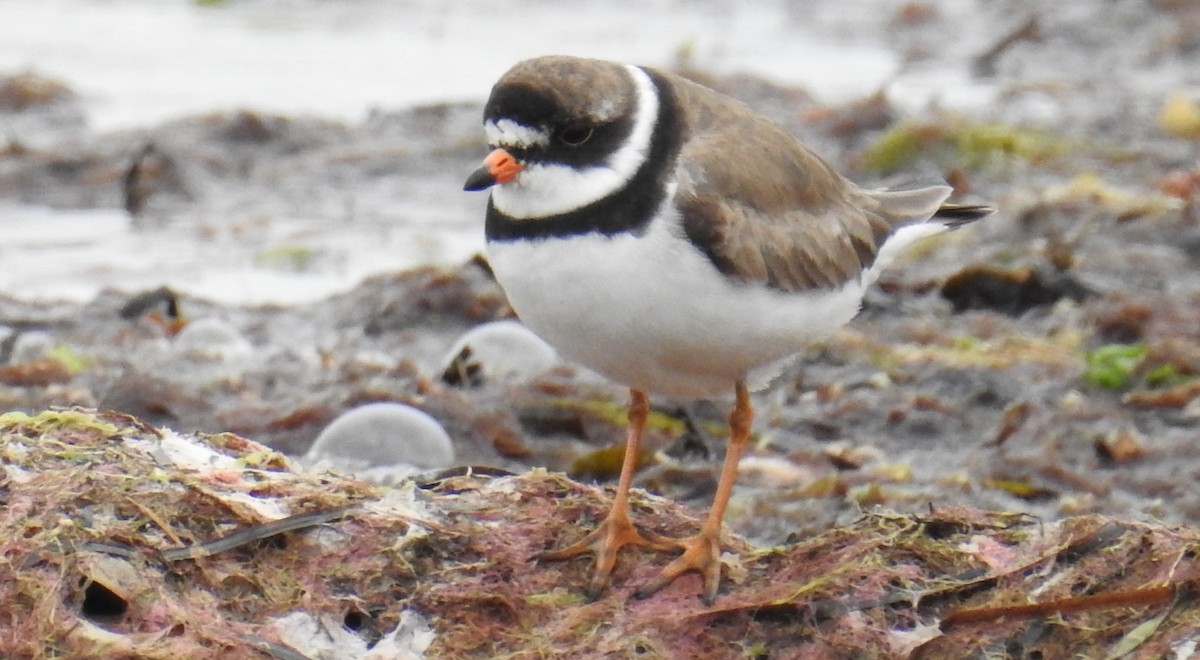 Semipalmated Plover - ML64671991