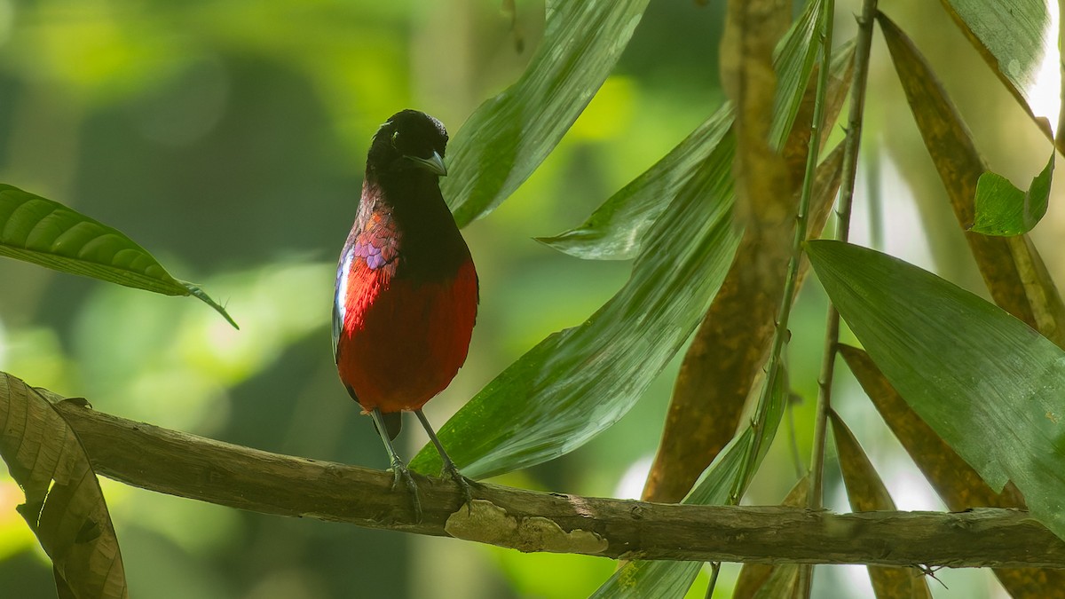Black-crowned Pitta - ML646719910