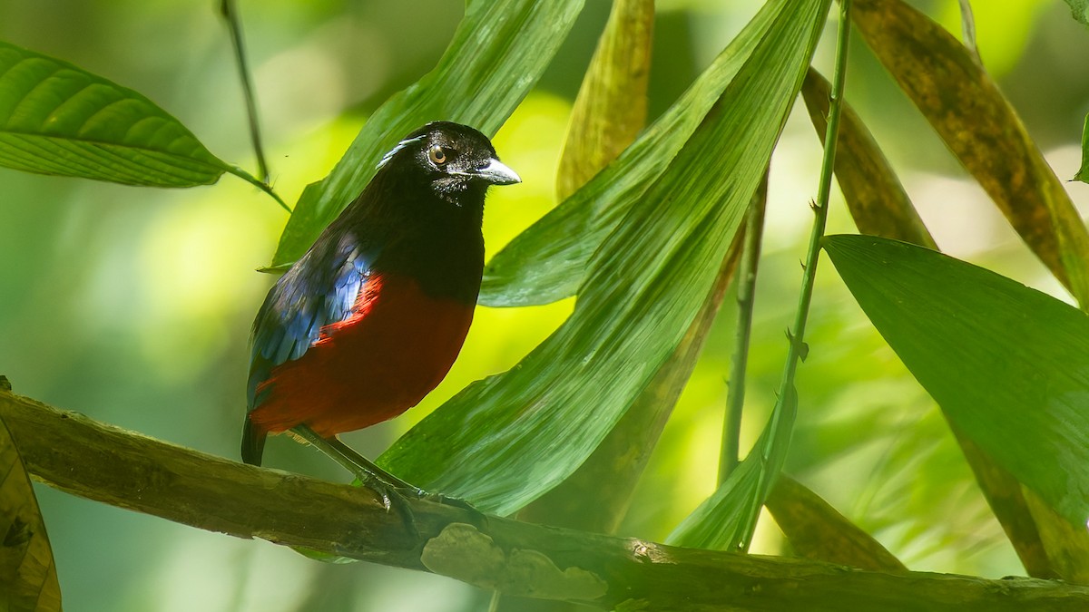 Black-crowned Pitta - ML646719911