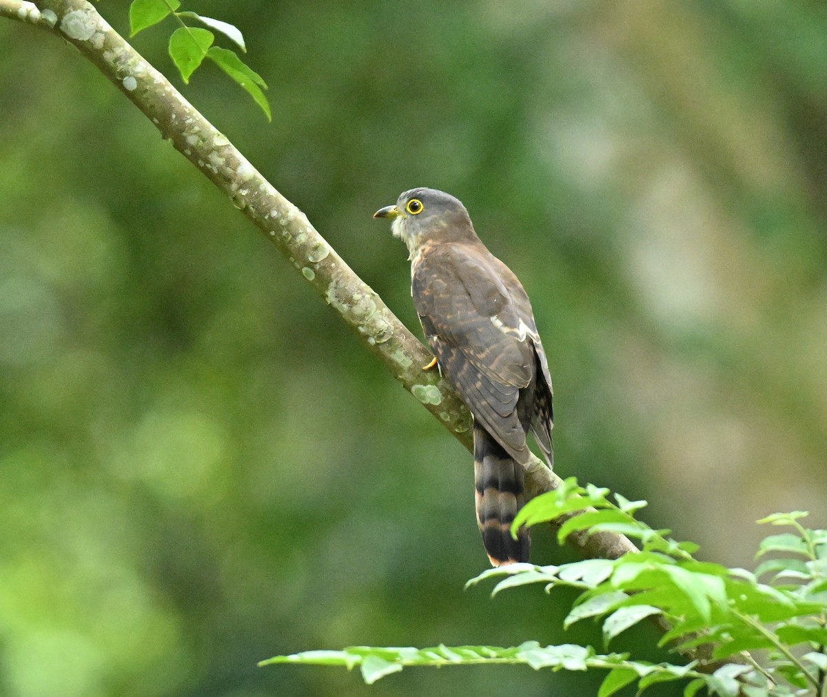 Hodgson's Hawk-Cuckoo - ML646719914