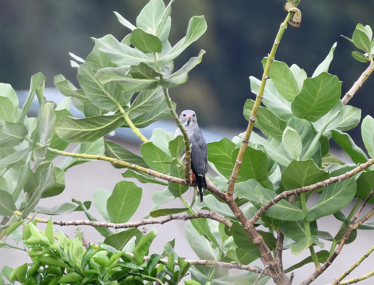 Lizard Buzzard - ML646719918
