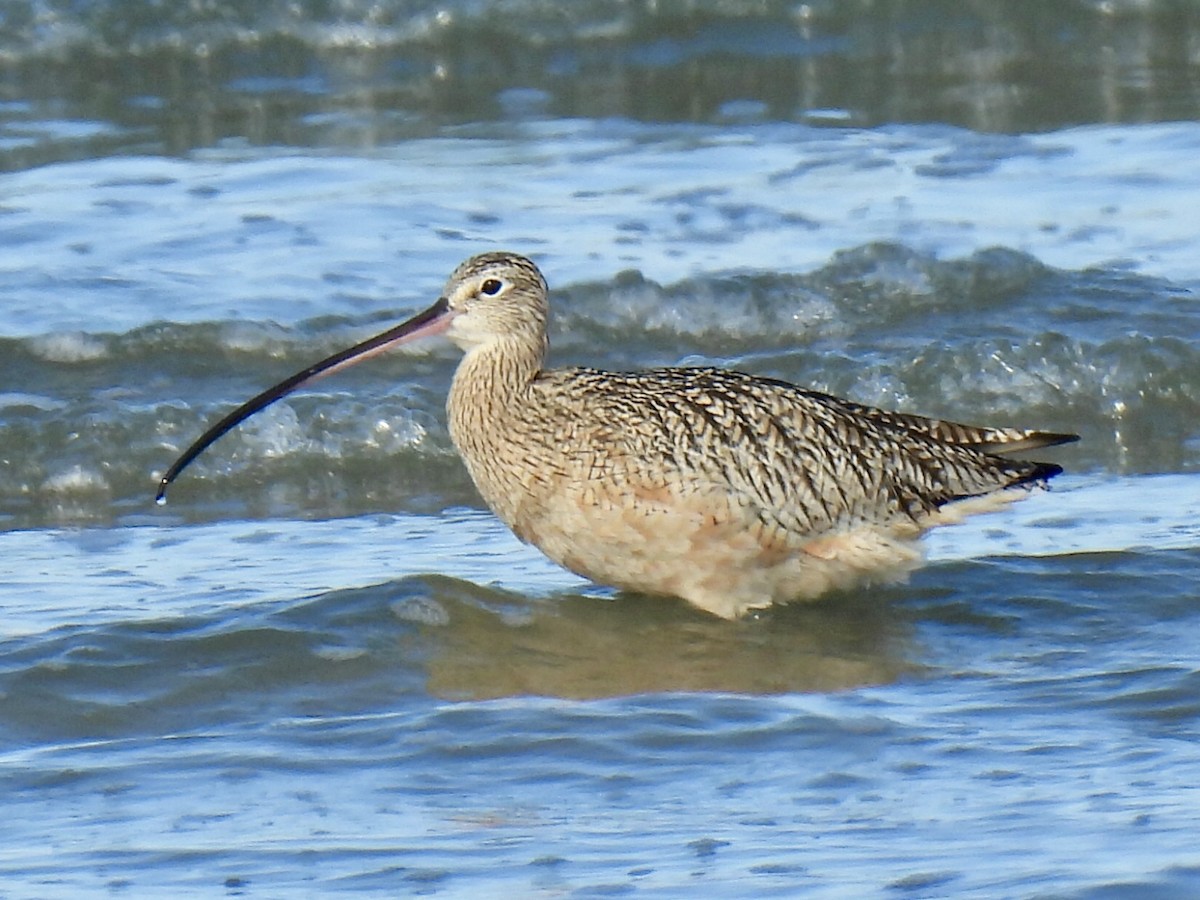 Long-billed Curlew - ML646719922