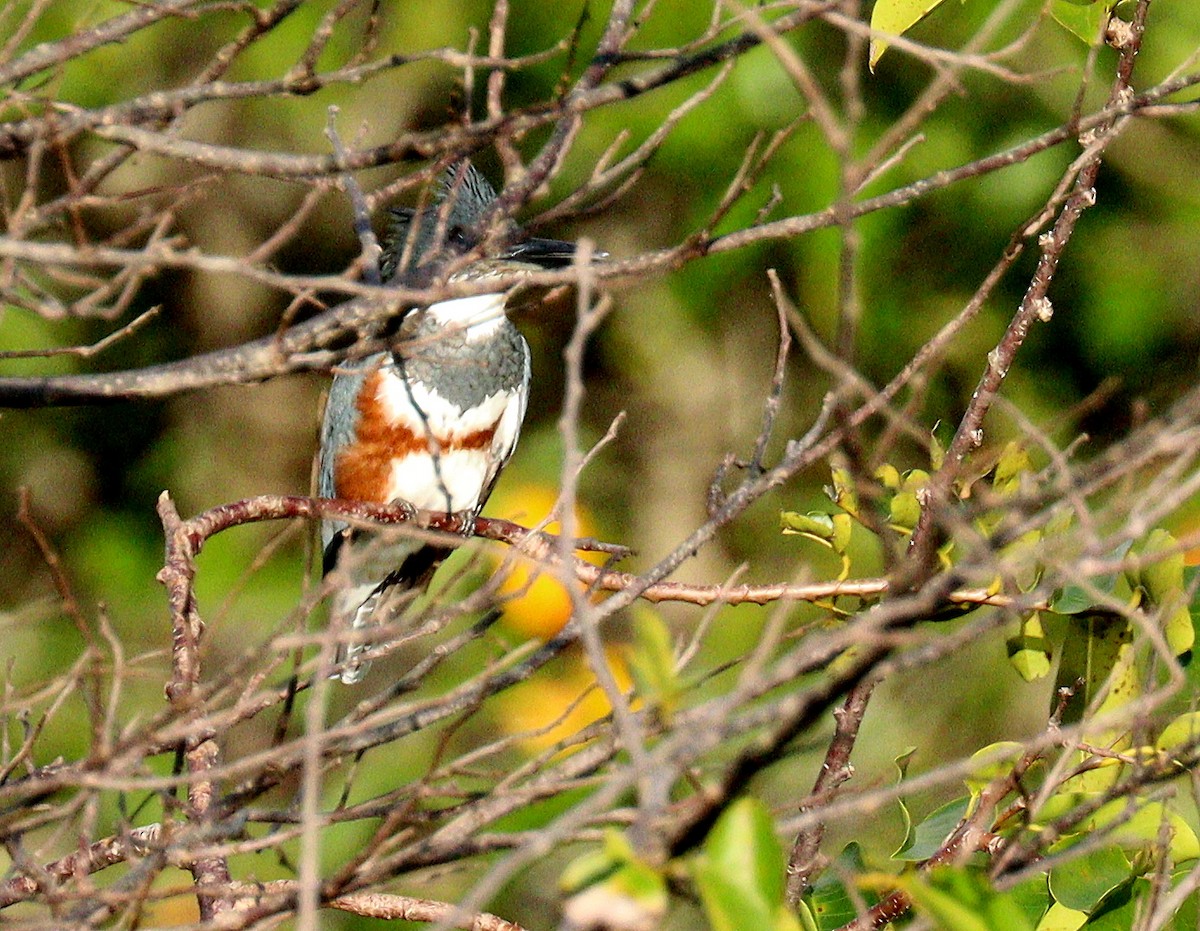 Martin handi iparramerikarra - ML646719928