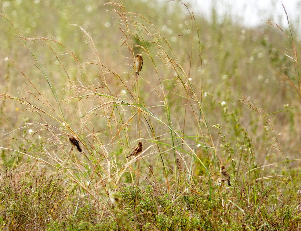 White-winged Widowbird - ML646719929