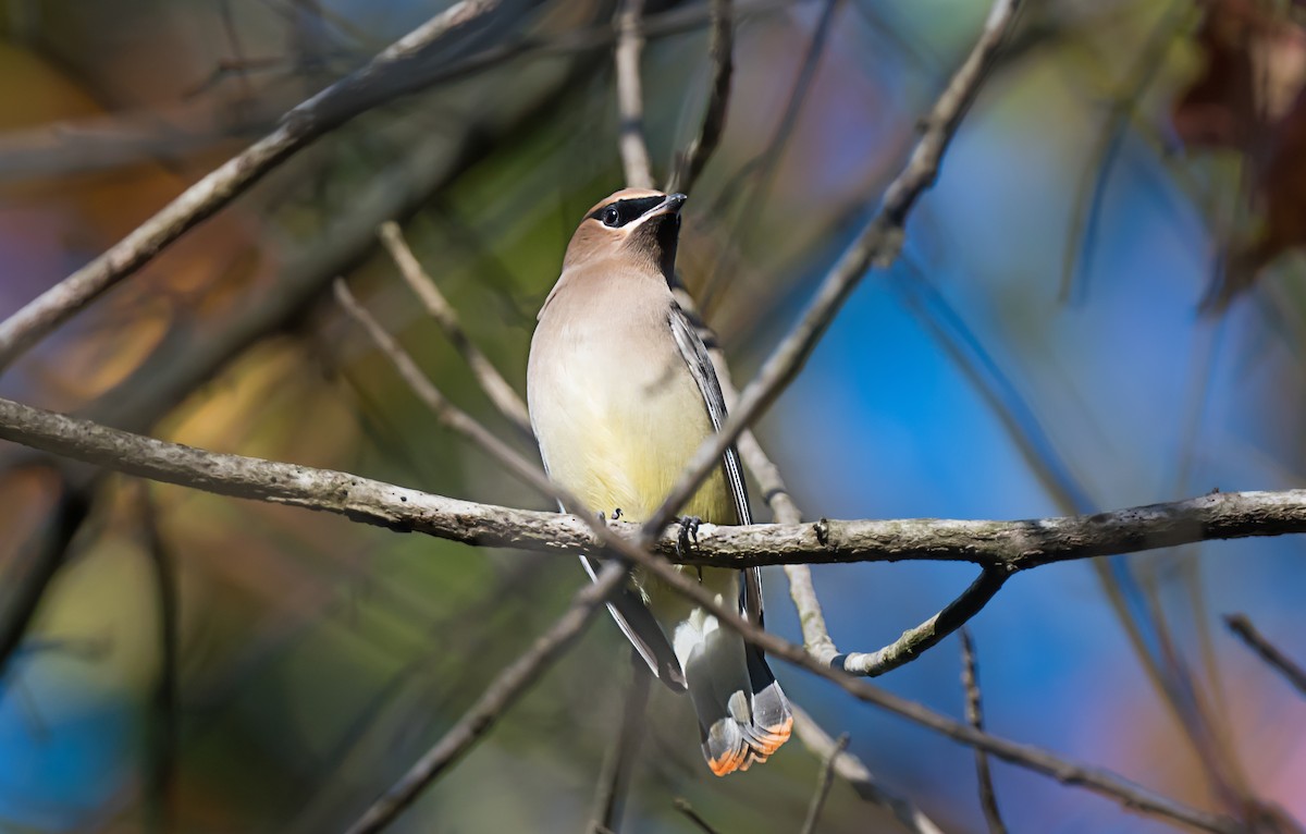 ヒメレンジャク - ML646719930