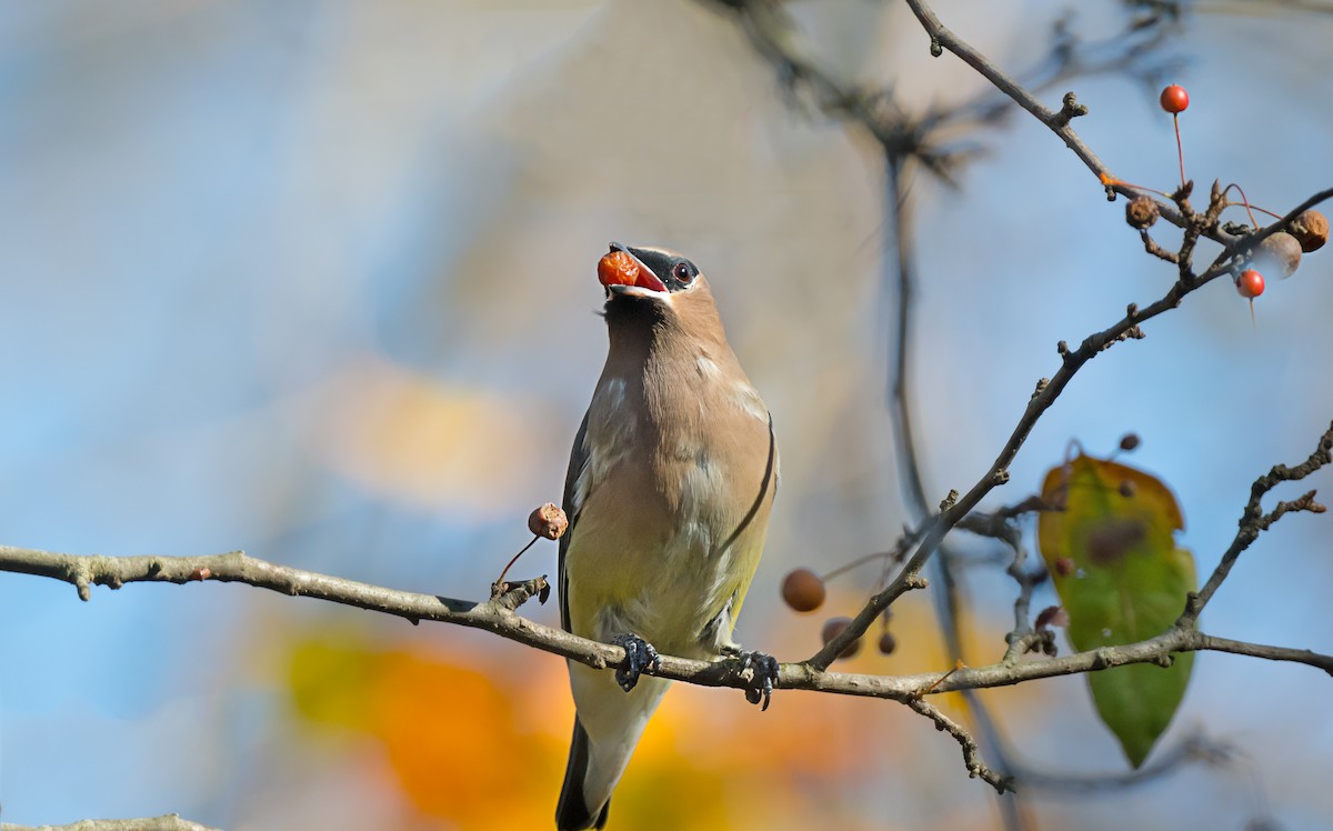 Ampelis Americano - ML646719931