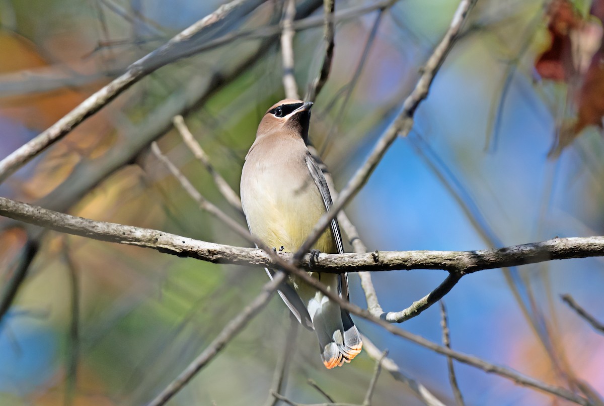 Ampelis Americano - ML646719932