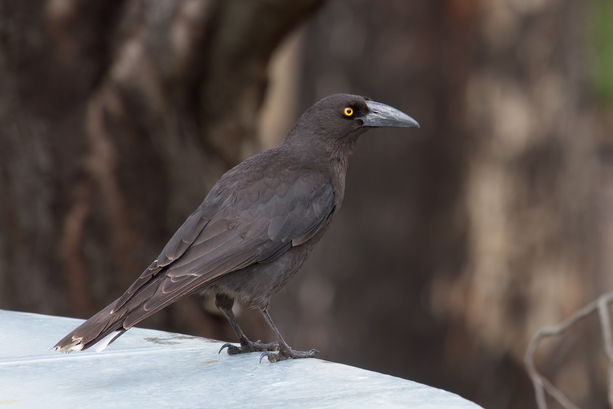 Black Currawong - ML646719933