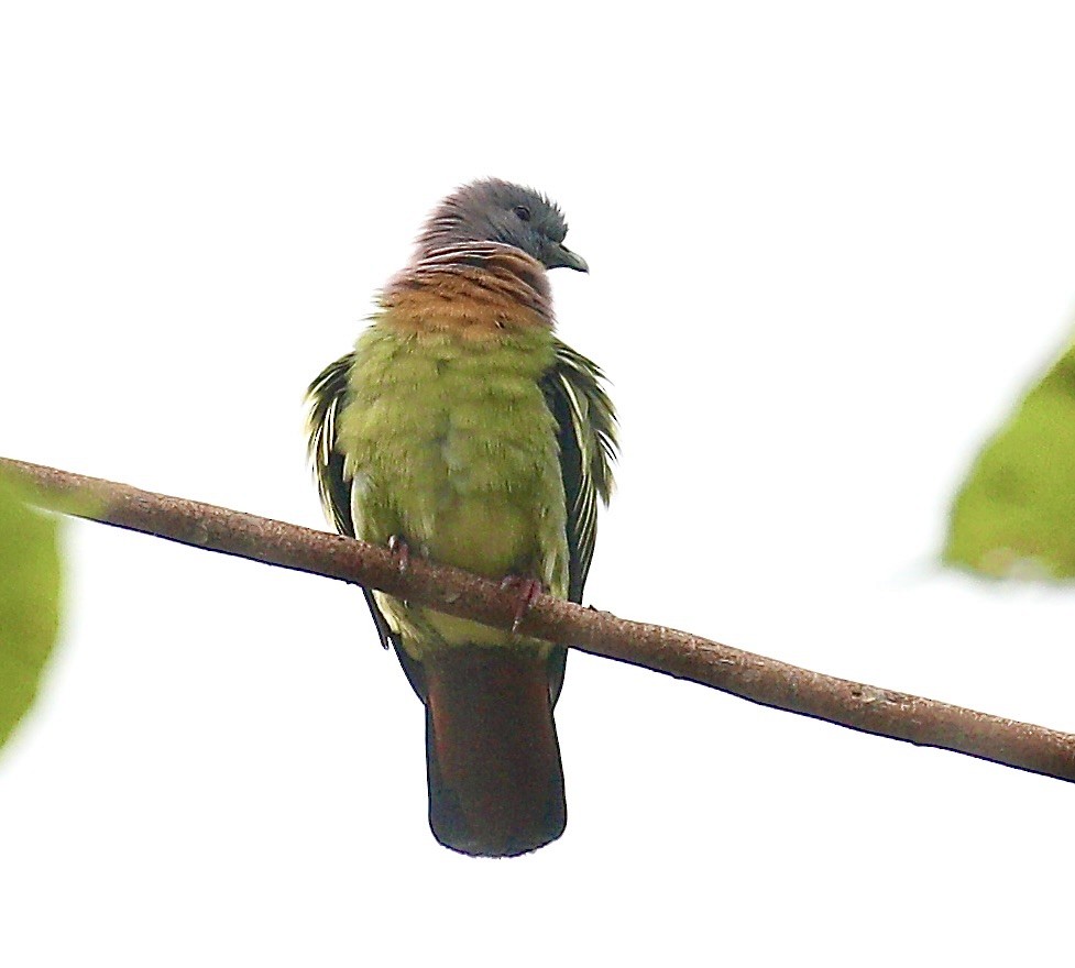 Pink-necked Green-Pigeon - ML646719943