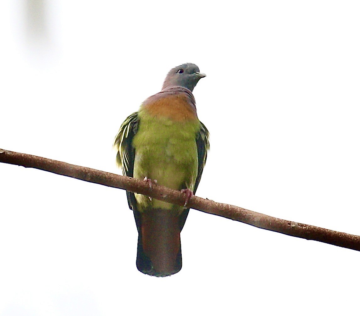 Pink-necked Green-Pigeon - ML646719944