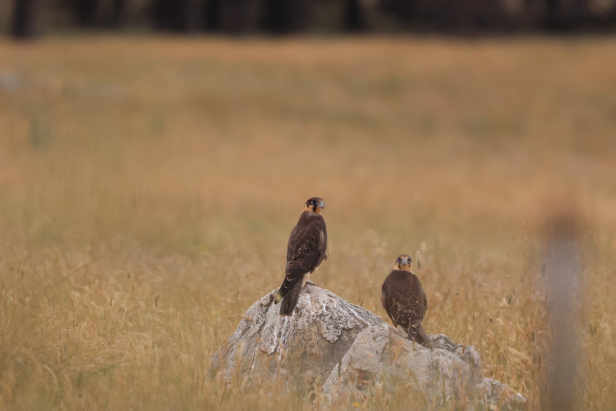 Brown Falcon - ML646719945