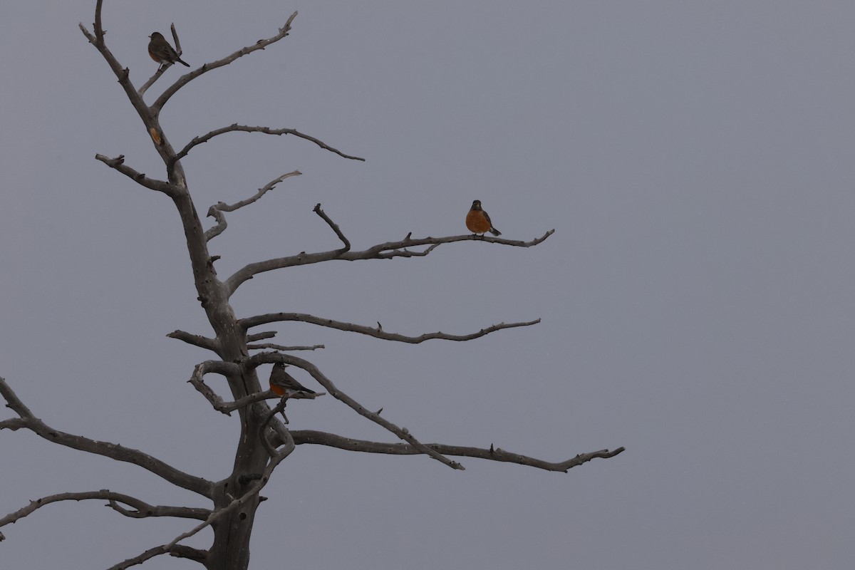 American Robin - ML646719950