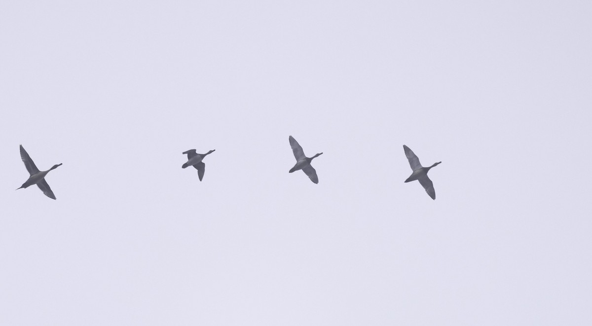 Redhead - ML646719958