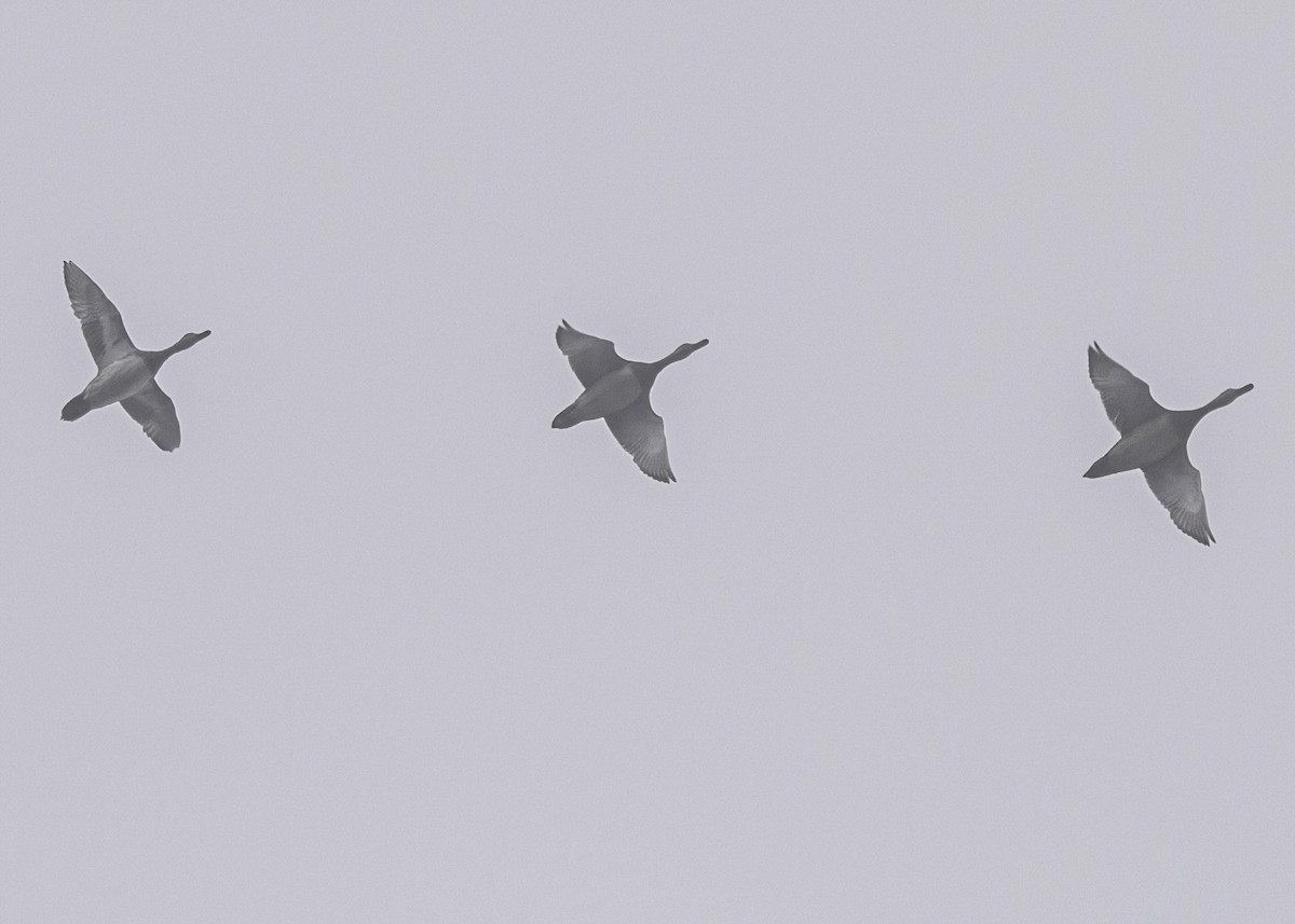 Redhead - ML646719959