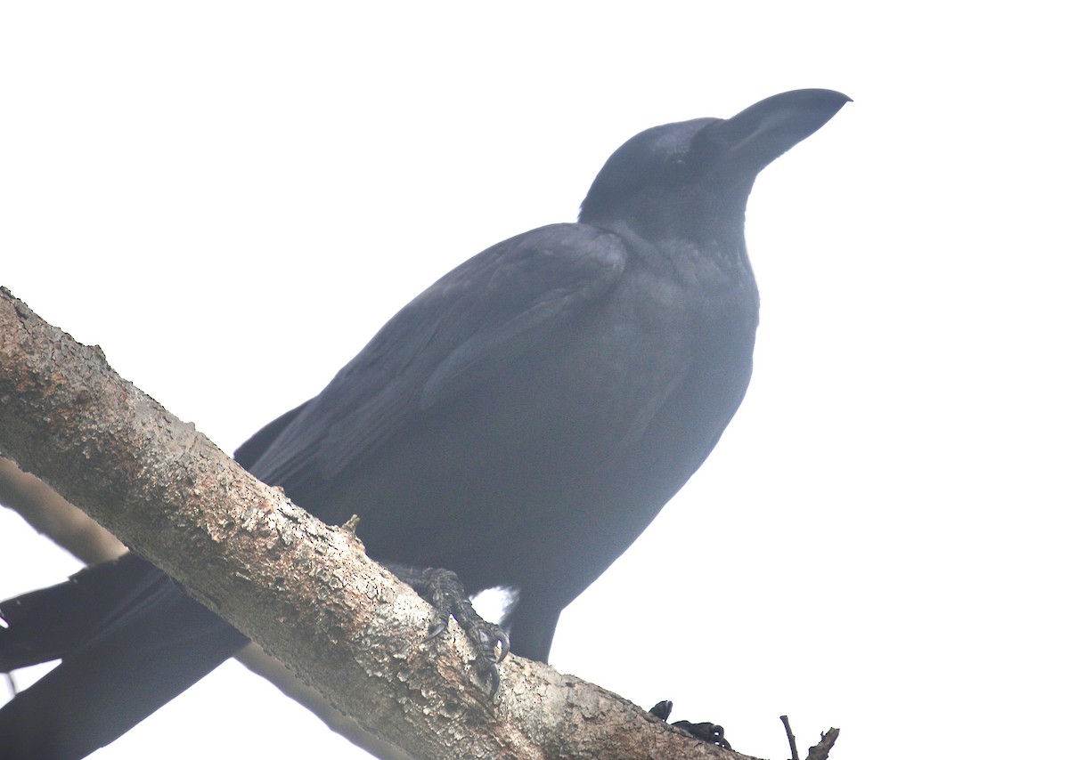 Large-billed Crow - ML646719969