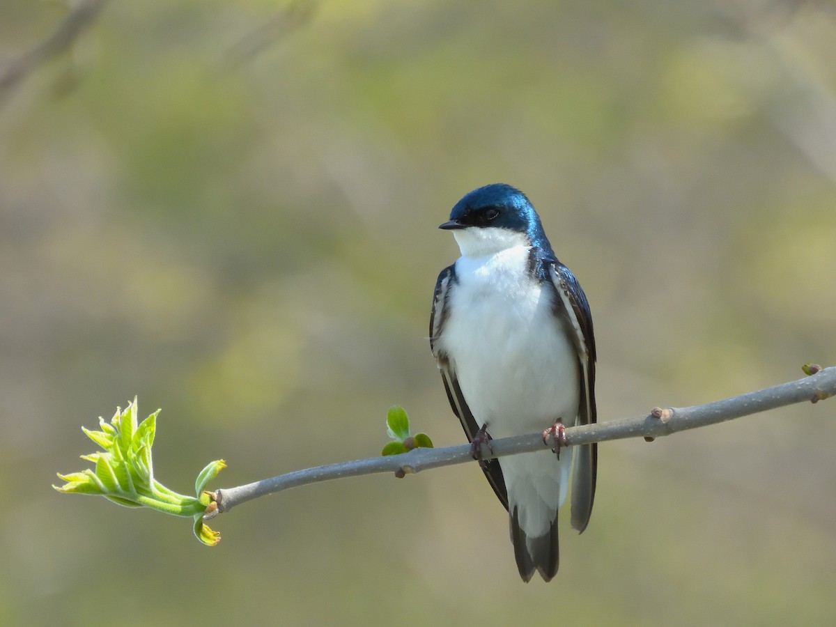 Tree Swallow - ML646719980