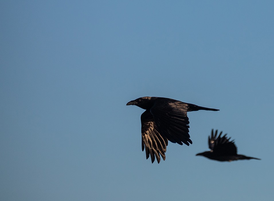 krkavec velký - ML646719981