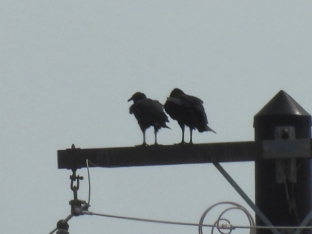 Rabengeier - ML646719982